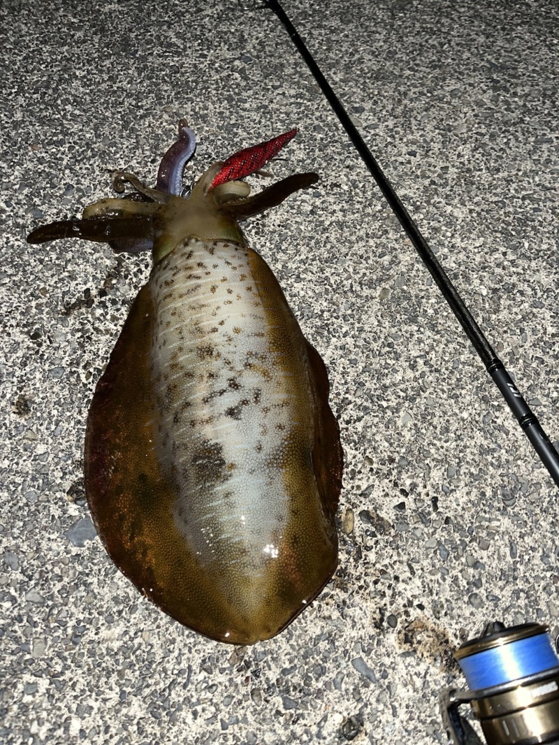 晩秋の三重エギング!またまたキロアップ♪