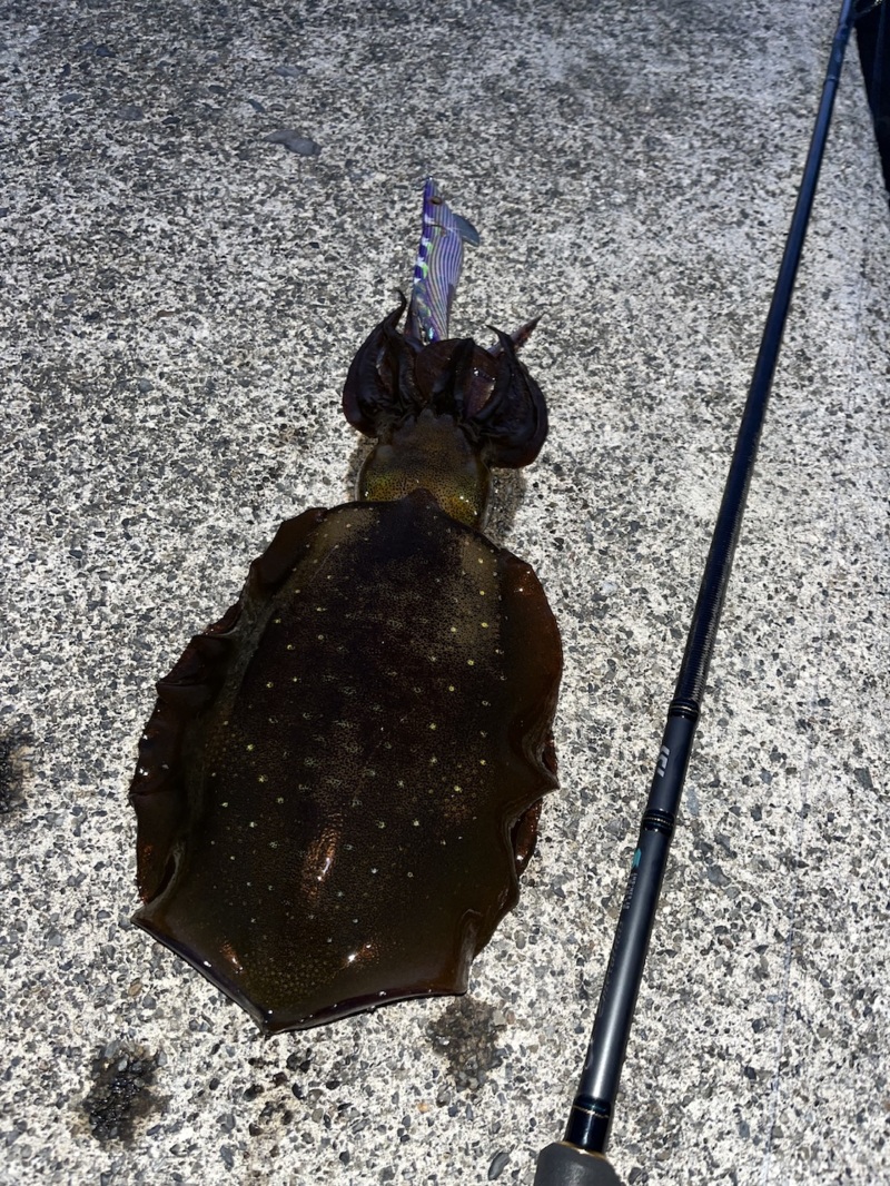 晩秋の三重エギング!またまたキロアップ♪