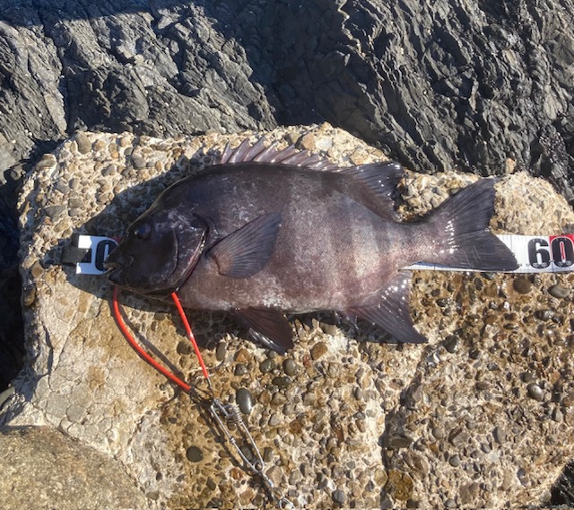 大型石鯛警報発令中!