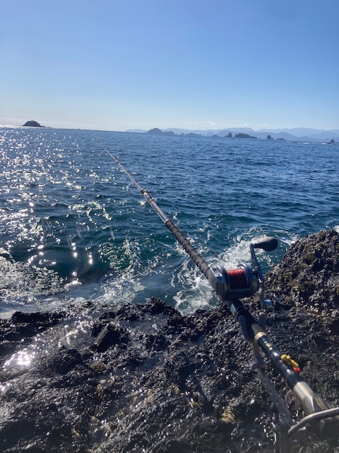 大型石鯛警報発令中!