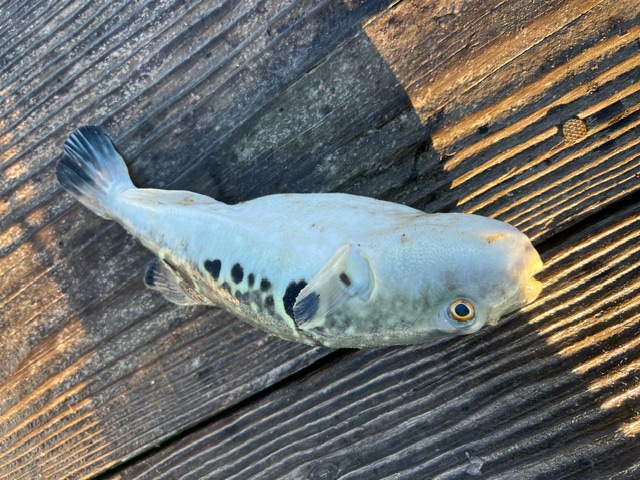 小浜湾イカダ釣り