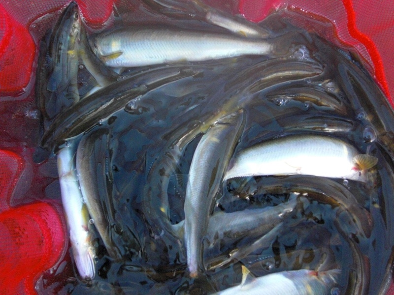 【湖北知内川】淡水ウキ釣り|びわ湖小鮎第21戦