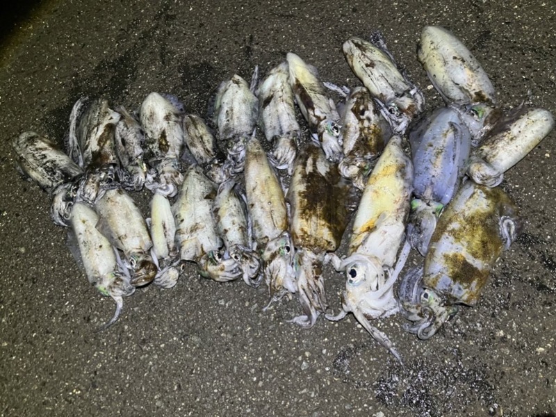 11月晩秋エギングX DAY‼️