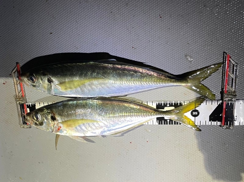 ボートアジング