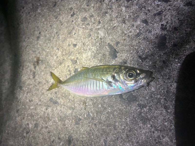 〜淡路島に癒される〜