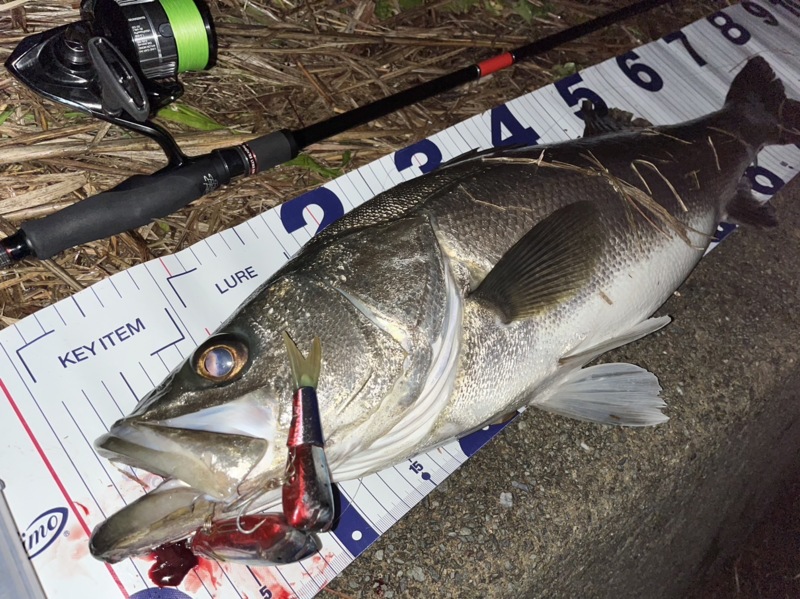 福井県シーバス釣行