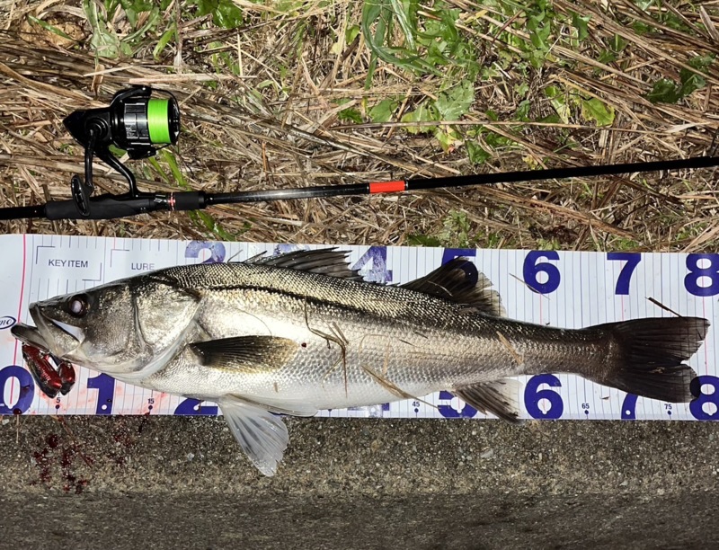 福井県シーバス釣行