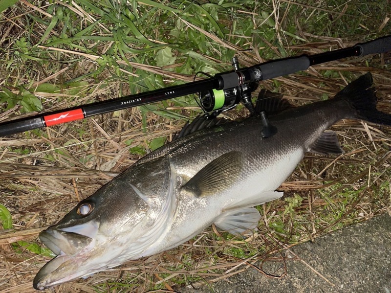 福井県シーバス釣行