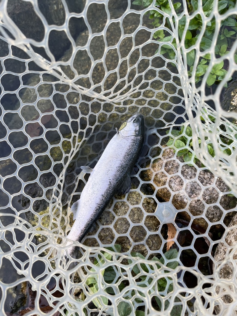 癒しのターゲット