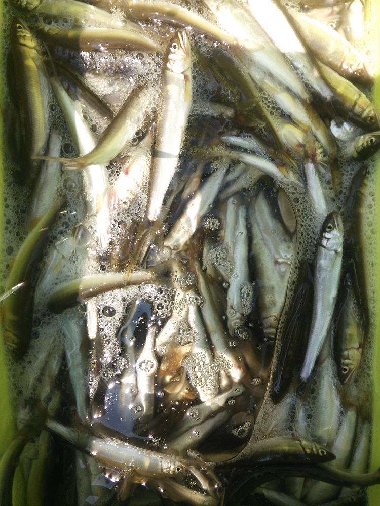 滋賀県・湖北知内川|淡水ウキ釣り|びわ湖小鮎第22戦