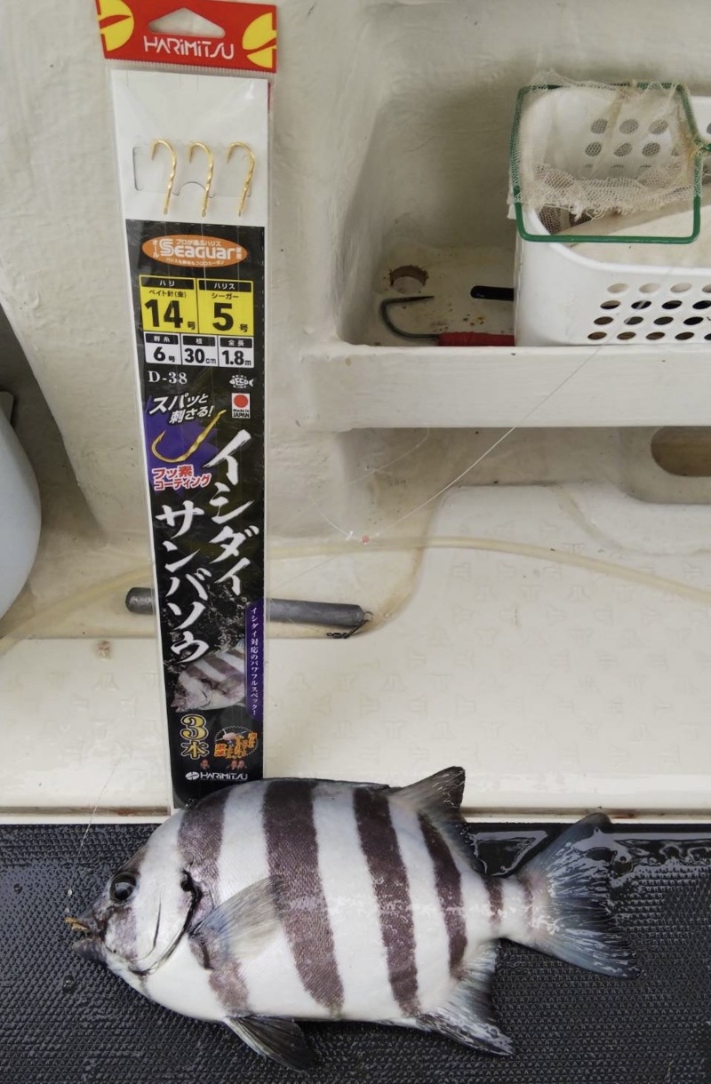 淡路由良のサンバソウ