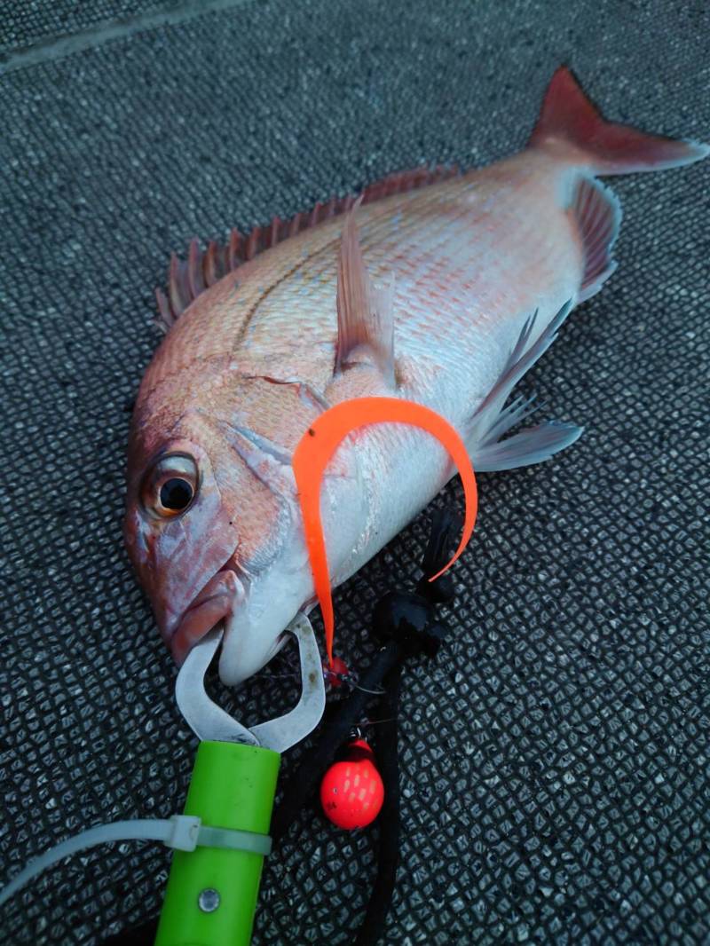 厳寒期の明石タイラバ