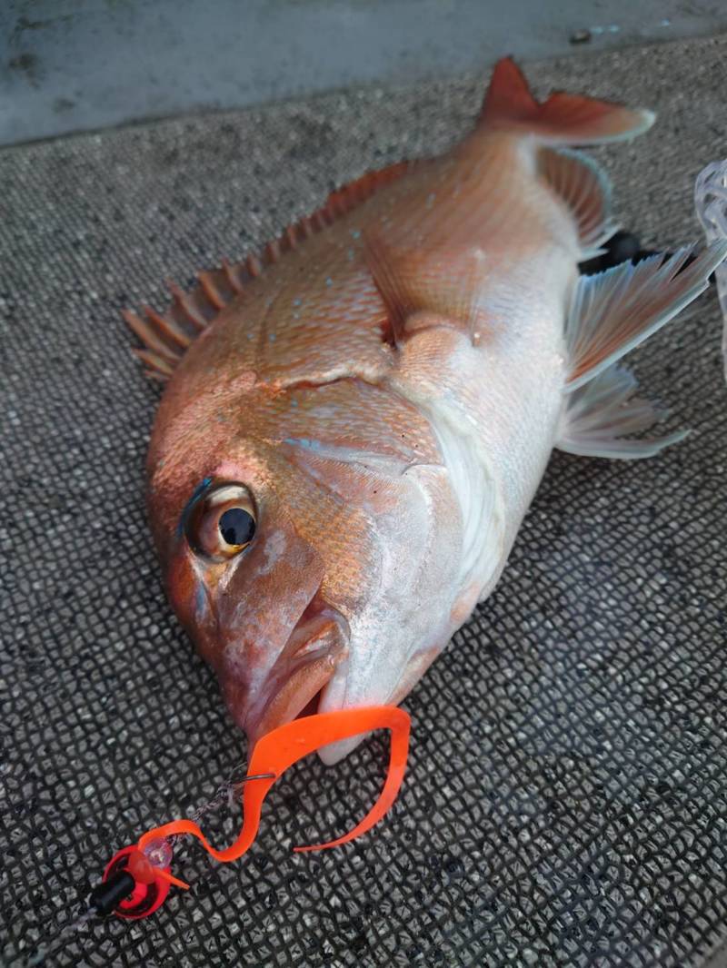 厳寒期の明石タイラバ