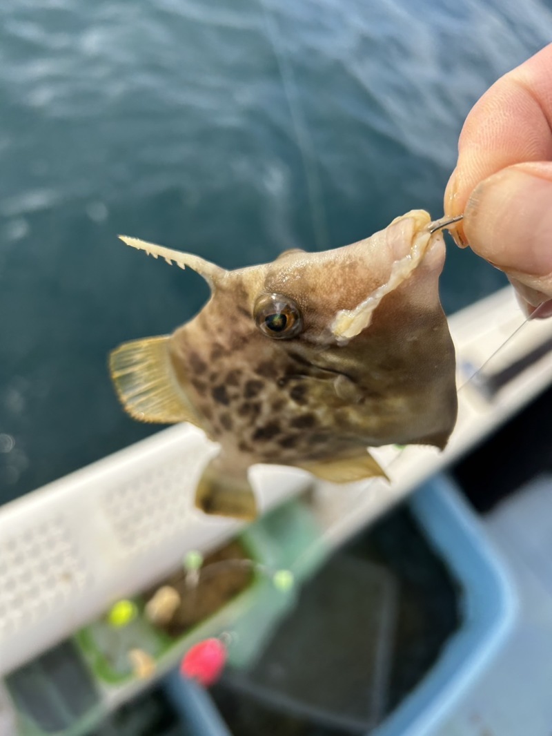 和歌山カワハギ釣り