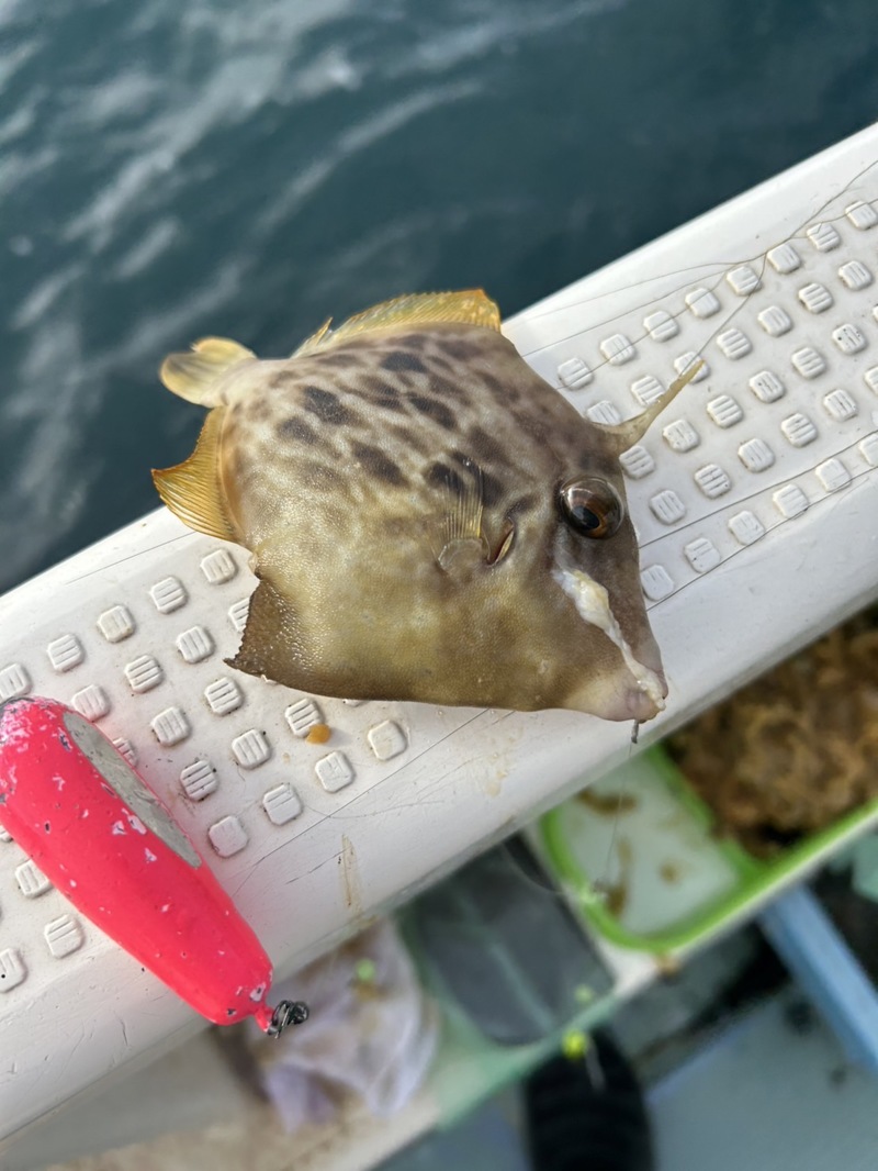 和歌山カワハギ釣り