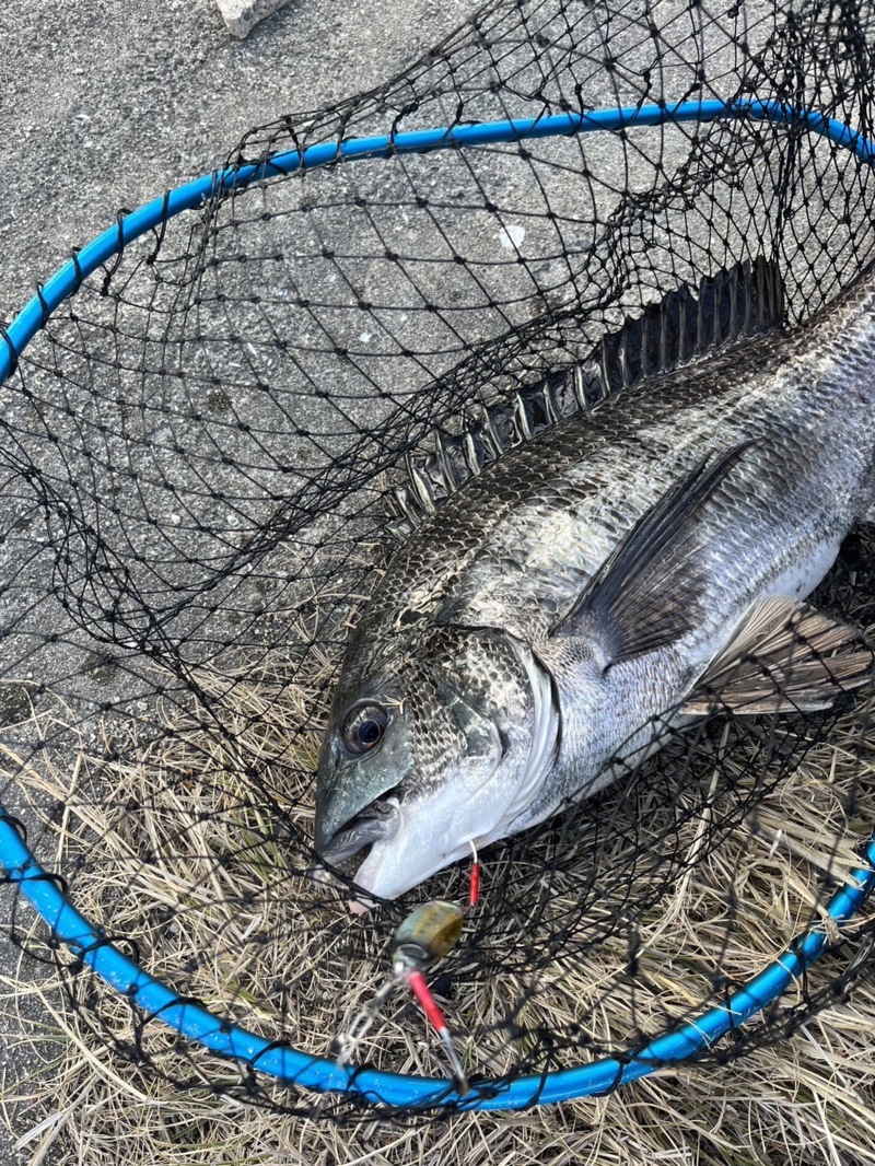 1月の寒波に岸ジギ炸裂!