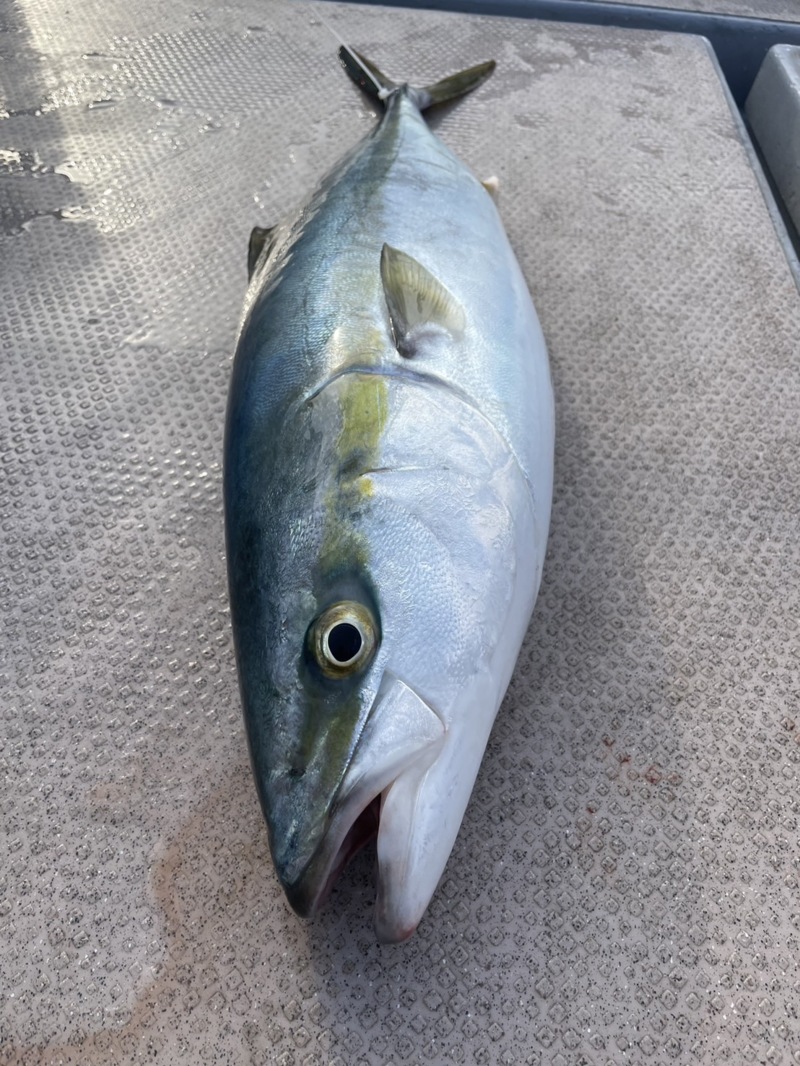 鳴門海峡極寒ジギング