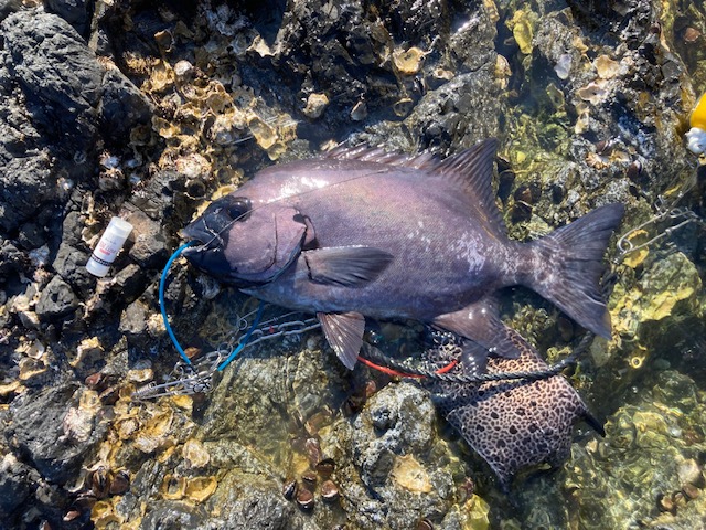 2月の磯からの石鯛釣り