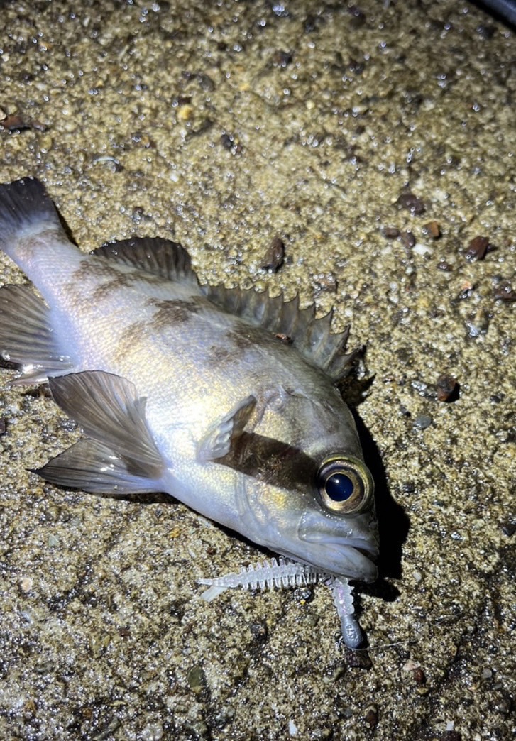 癒しのメバリング