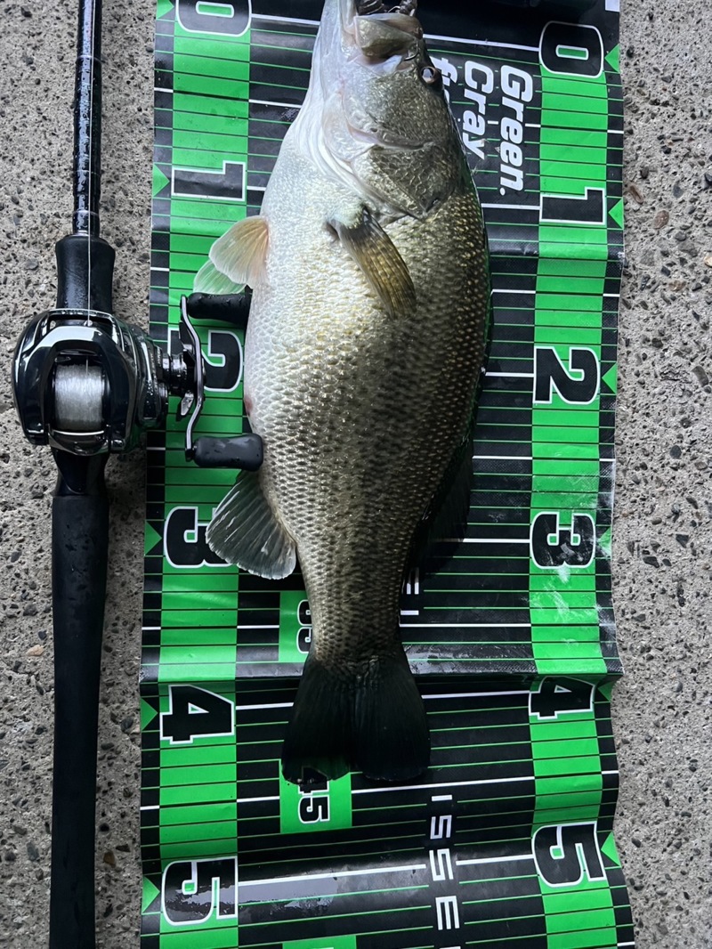 琵琶湖は春始まってますよ‼️