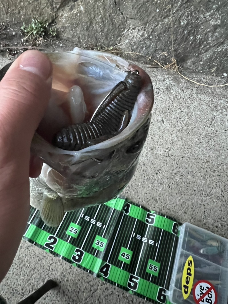 琵琶湖は春始まってますよ‼️