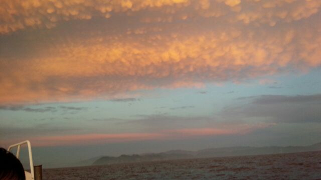 【福井県小浜湾】イカメタル研修|真イカ釣果