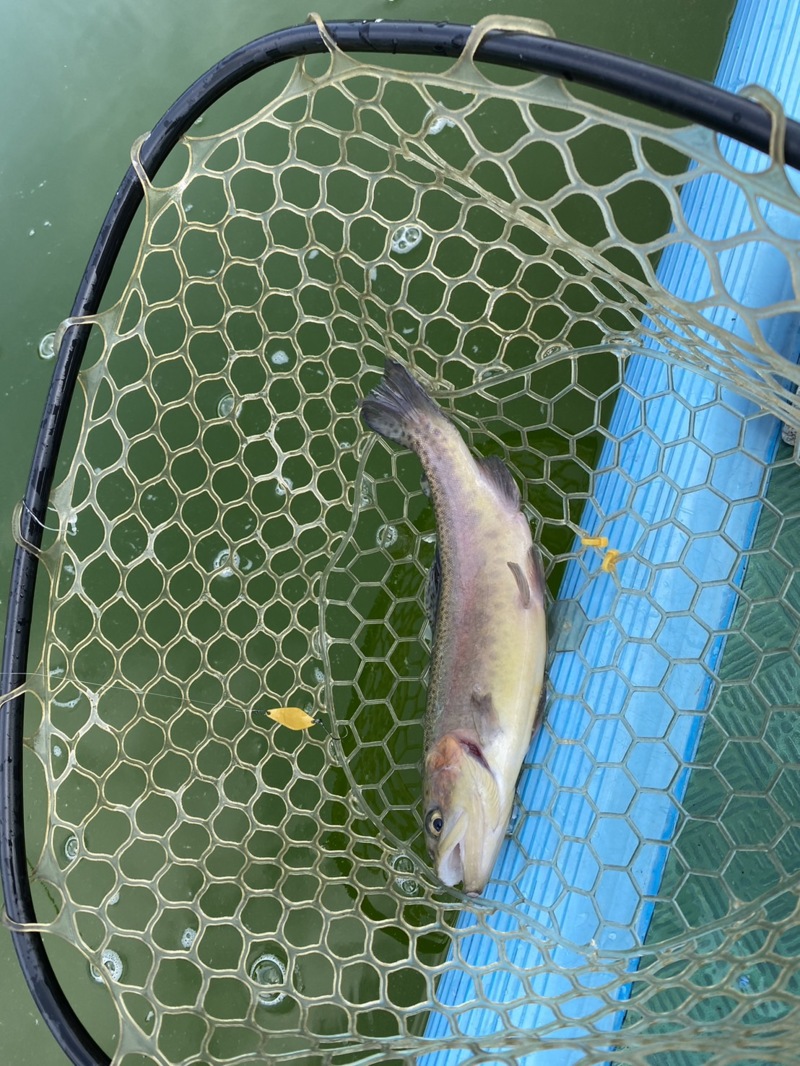 街中市民プールでトラウトフィッシング!