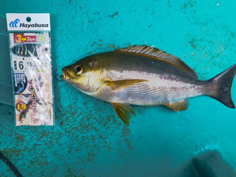 和歌山 寒イサキ