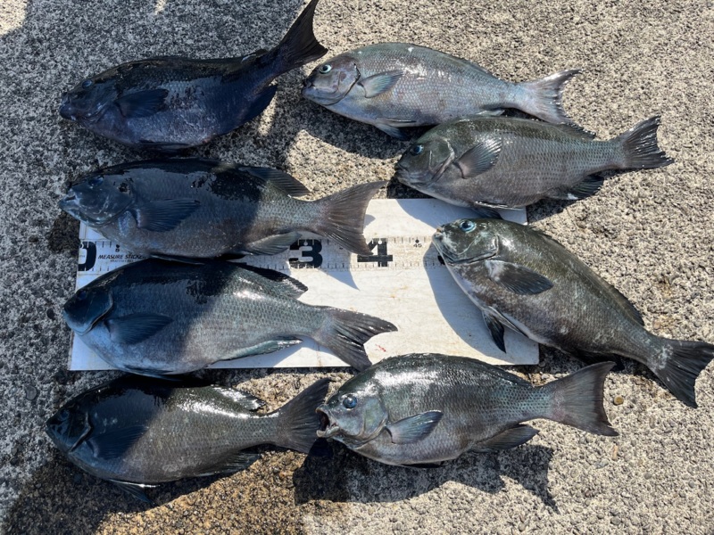 ふかせ釣りin新鹿