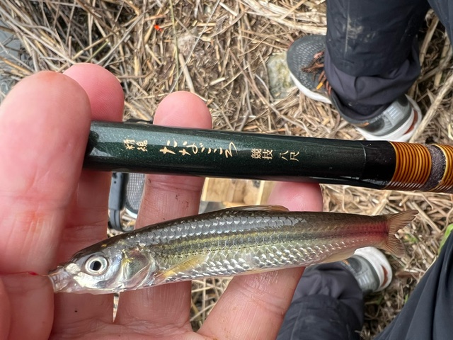 琵琶湖ホンモロコNO2