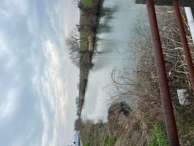 琵琶湖ホンモロコNO2