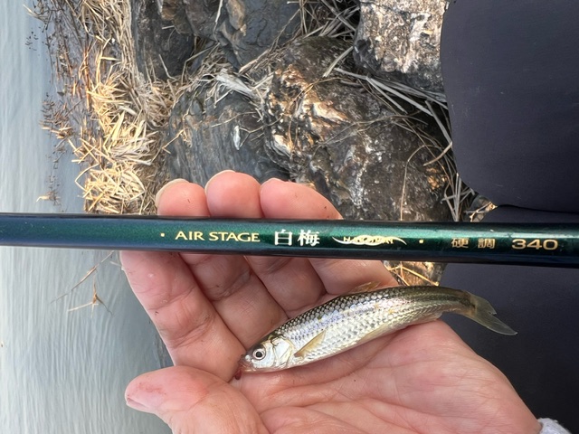 琵琶湖ホンモロコNO4