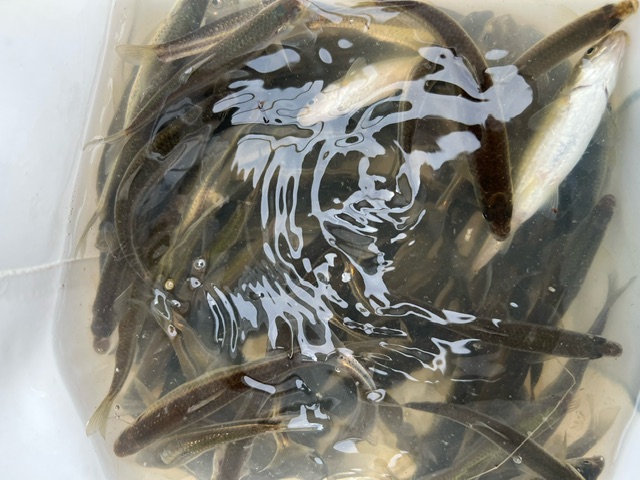 琵琶湖ホンモロコNO4