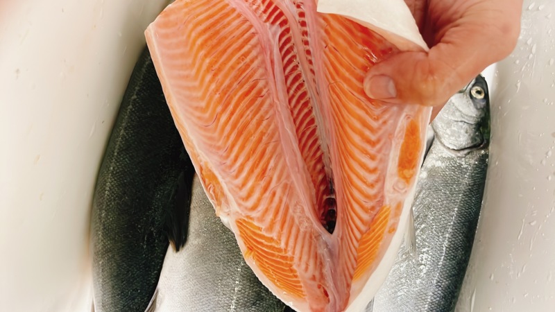 サーモン狙いに水宝へ!!