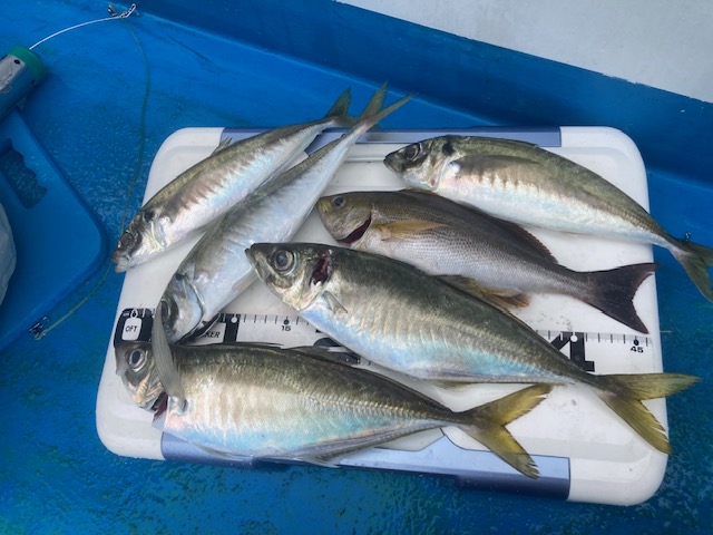 日の岬 アジイサキつり