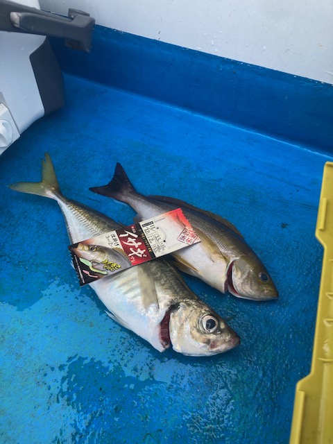 日の岬 アジイサキつり