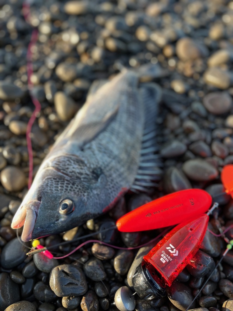 煙樹ヶ浜でカゴ釣り