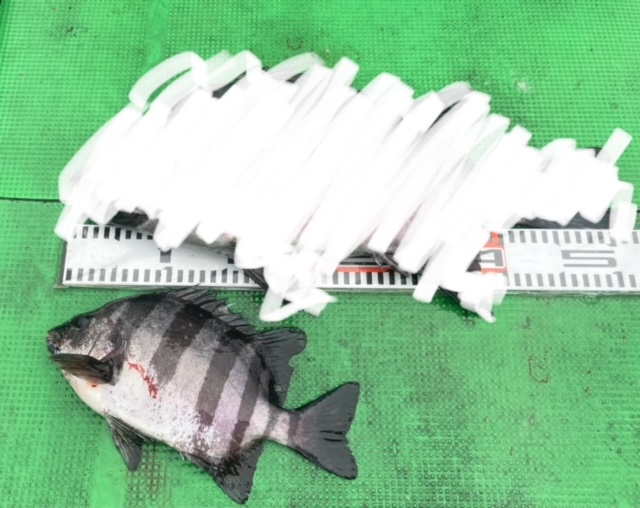 和歌山県 中紀のかぶせ釣りチャレンジ!