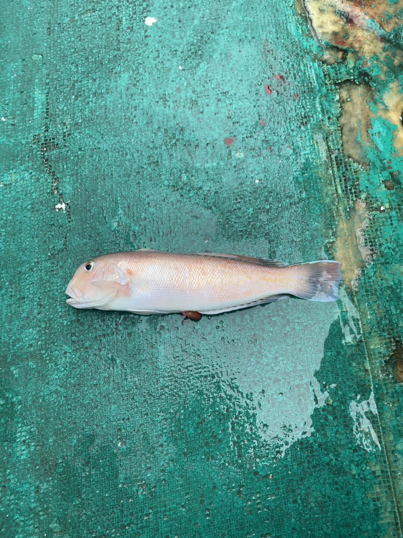 和歌山県 シロアマダイ釣り