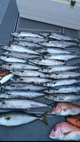 大阪湾でジギング・タイラバ|サワラ マダイ ハマチ釣果