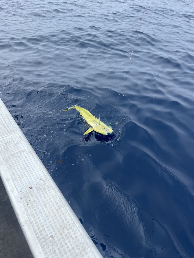 キハダキャスティング