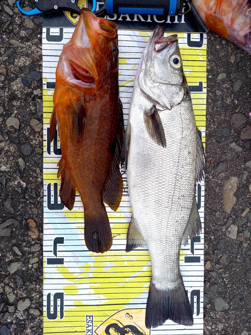 ロックフィッシュ絶好調