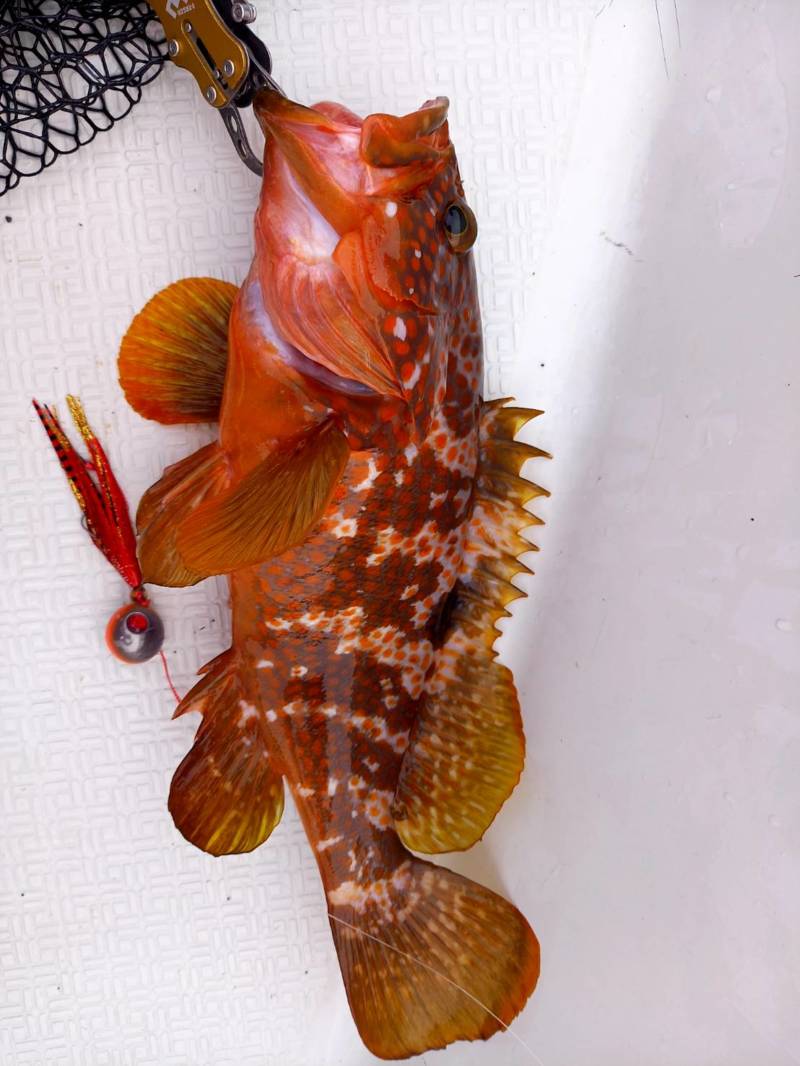 ロックフィッシュ絶好調