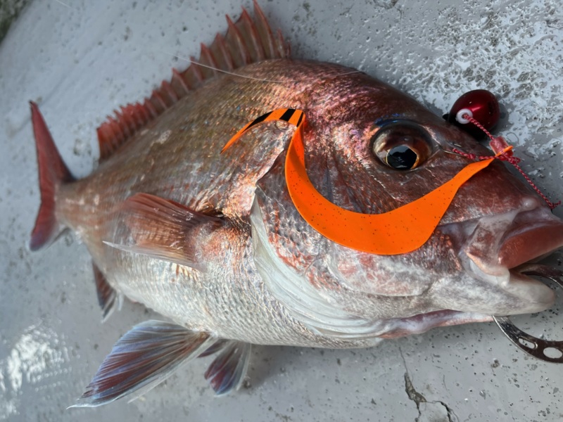 明石アフター真鯛攻略!