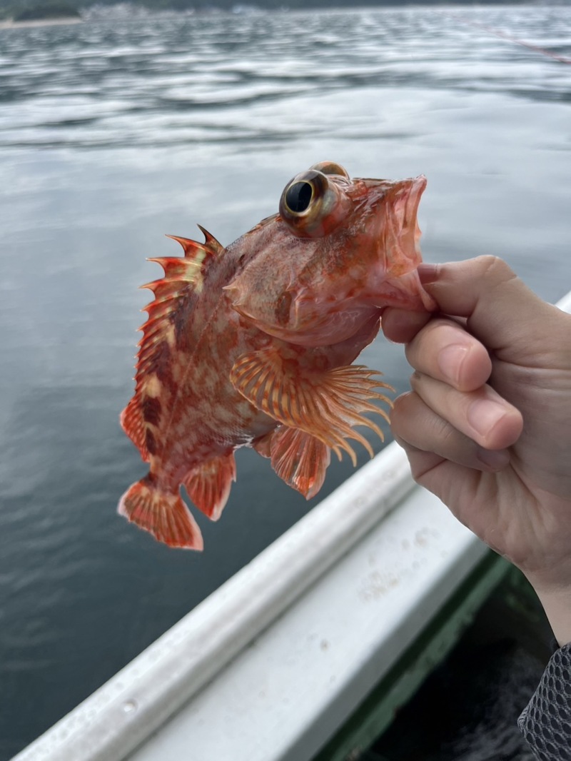 泉南の第二小島丸でアジ五目便!