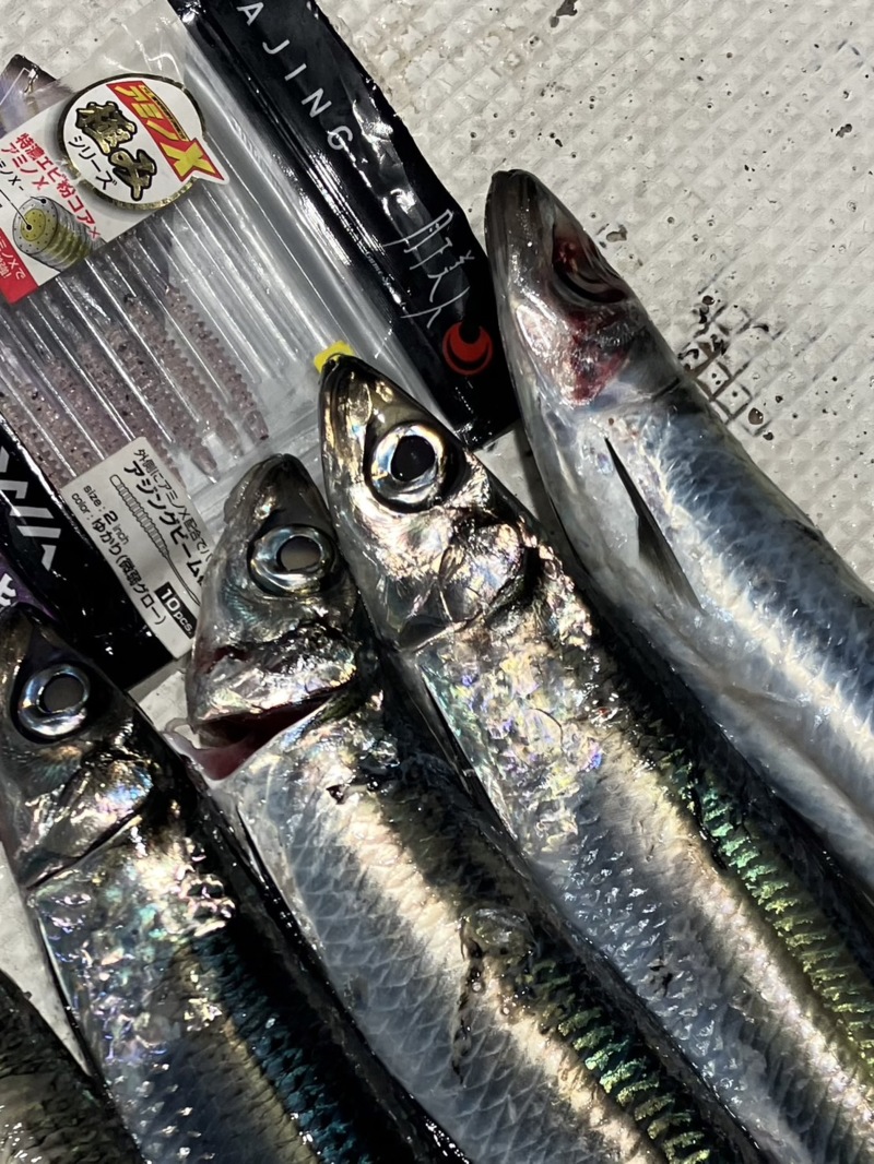 小浜 イカメタル&バチコン&五目