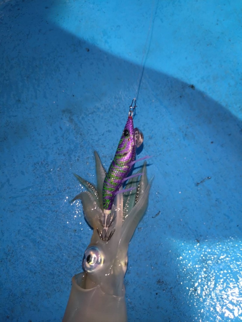 鳥取県イカメタル釣行