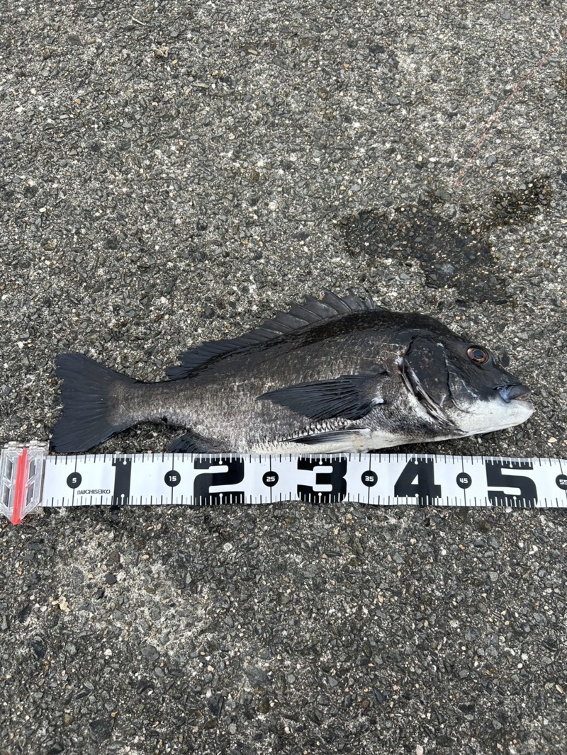 今年初ヘチ釣り!