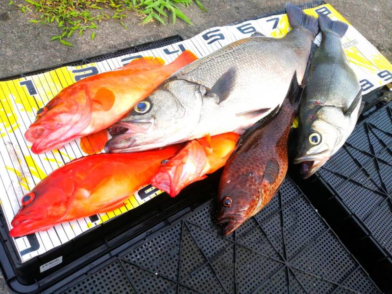 三重県 インショアフィッシング