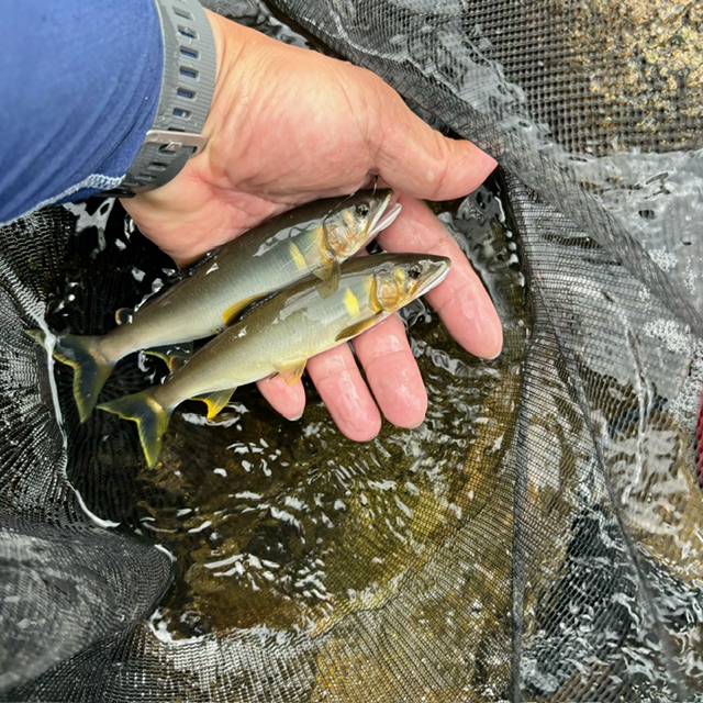 一庫大路次川 鮎 Ⅱ